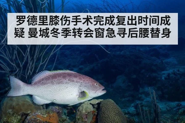 罗德里膝伤手术完成复出时间成疑 曼城冬季转会窗急寻后腰替身